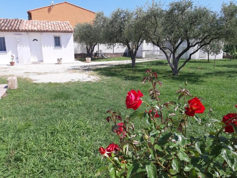 Le Coin Des Oliviers Villa Puget-sur-Argens Eksteriør billede